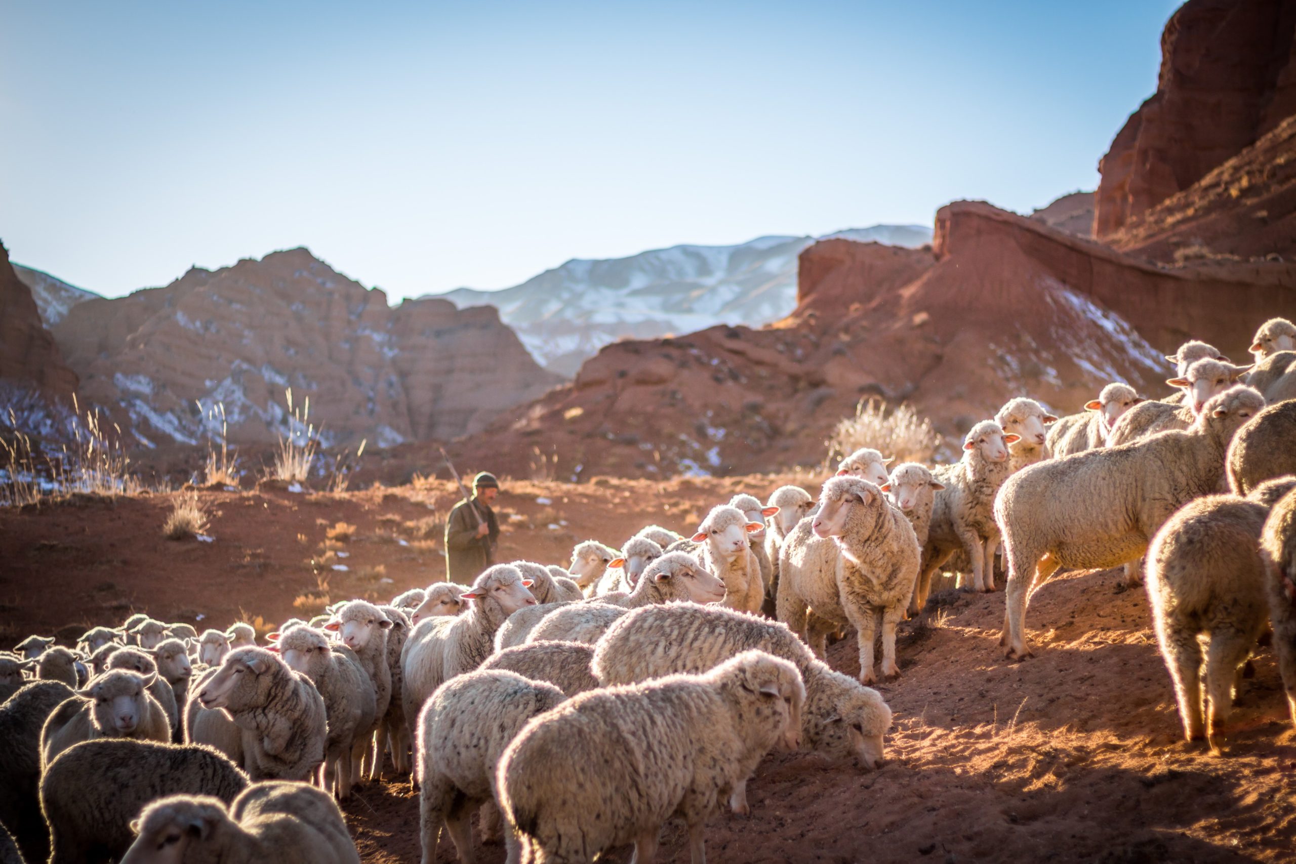 <span>Photo by <a href="https://unsplash.com/@patrick_schneider?utm_source=unsplash&utm_medium=referral&utm_content=creditCopyText">Patrick Schneider</a> on <a href="https://unsplash.com/s/photos/sheep?utm_source=unsplash&utm_medium=referral&utm_content=creditCopyText">Unsplash</a></span>